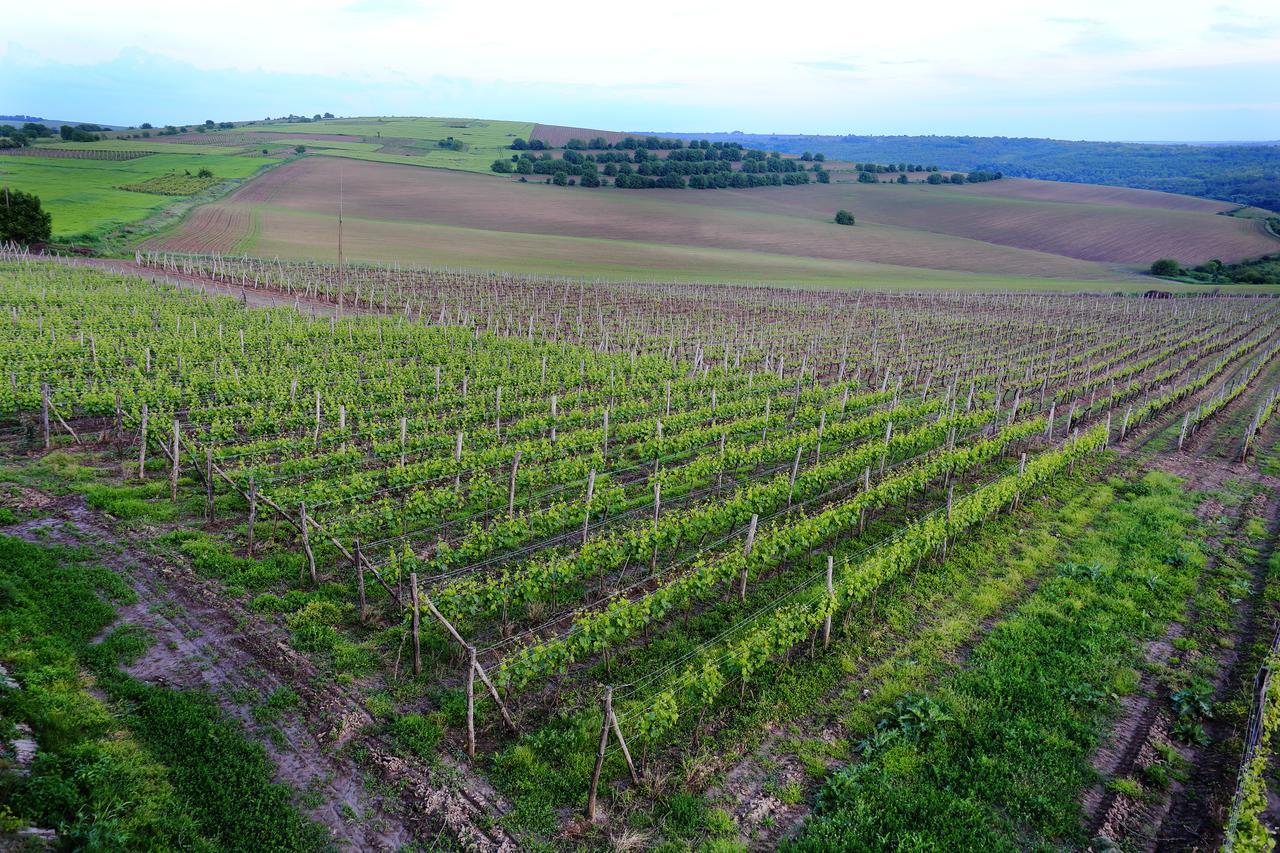 Seven Generations Winery Hotel Mechka Esterno foto